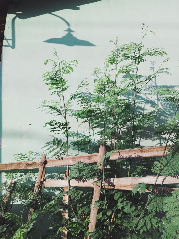A young kelor tree in a yard in Indonesia, where the species is a domestic staple.