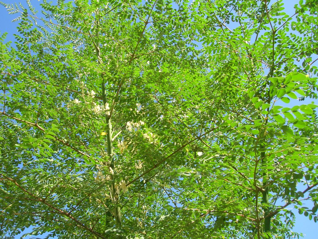 Moringa canopy. The tree regrows fast enough to be cut several times a year.