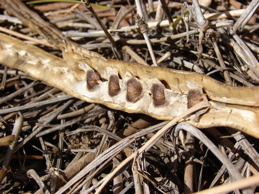 An opened pod with its winged seeds. We sell leaf only — seed oil for food is a novel food in the EU.