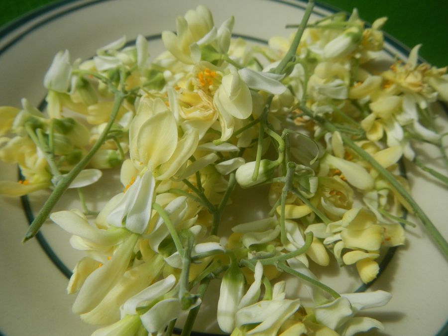 Moringa flowers. The tree flowers and fruits readily in the tropics.