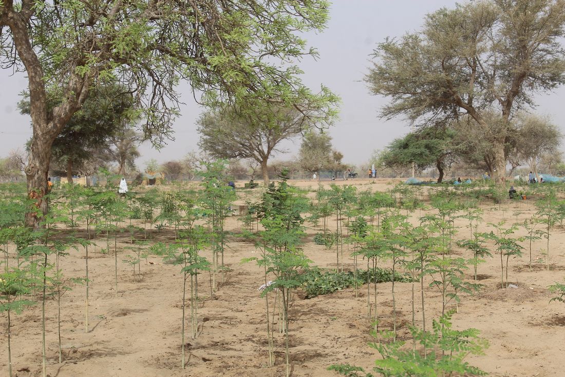A young moringa planting, cut back low for leaf harvest.