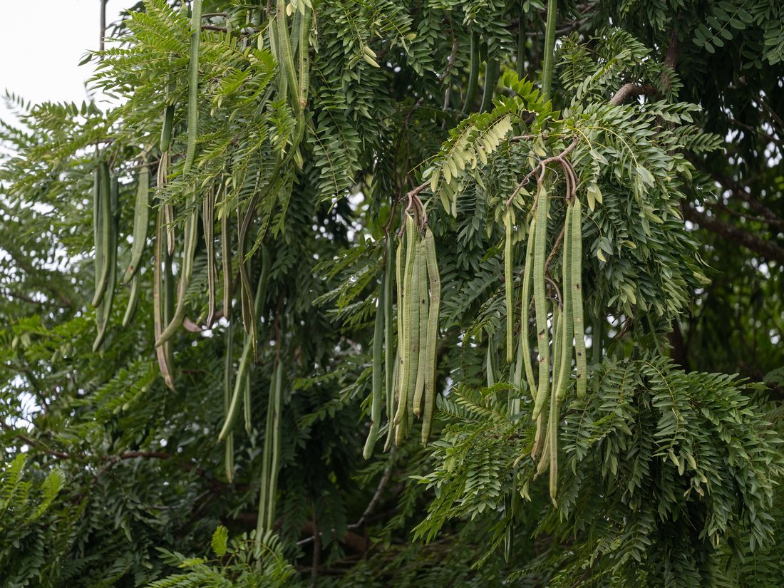 Die langen Samenhülsen, denen Moringa seinen englischen Namen verdankt — drumstick tree.